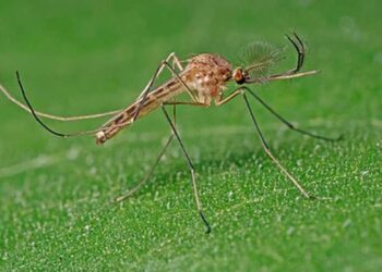 வரலாற்றில் முதல்முறையாக ஐஸ்லாந்தில் கொசுக்கள் கண்டுபிடிப்பு