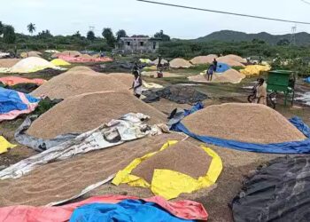 தமிழகத்தில் நெல் ஈரப்பதம் ஆய்வு – மத்தியக்குழுவின் பயண அட்டவணையில் திருத்தம்