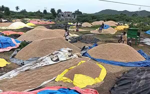 தமிழகத்தில் நெல் ஈரப்பதம் ஆய்வு – மத்தியக்குழுவின் பயண அட்டவணையில் திருத்தம்